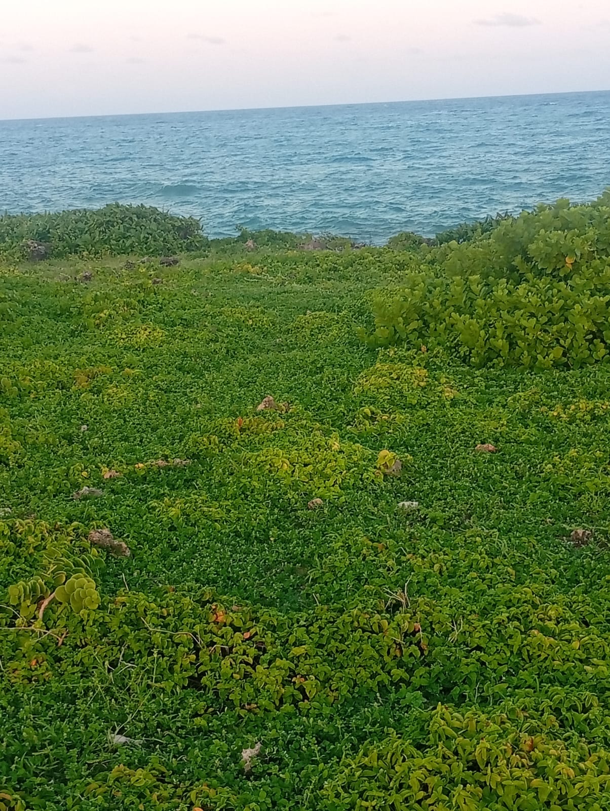 Why Buy Land in Gede?